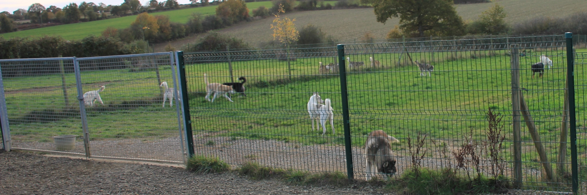 Courir, gambader et jouer